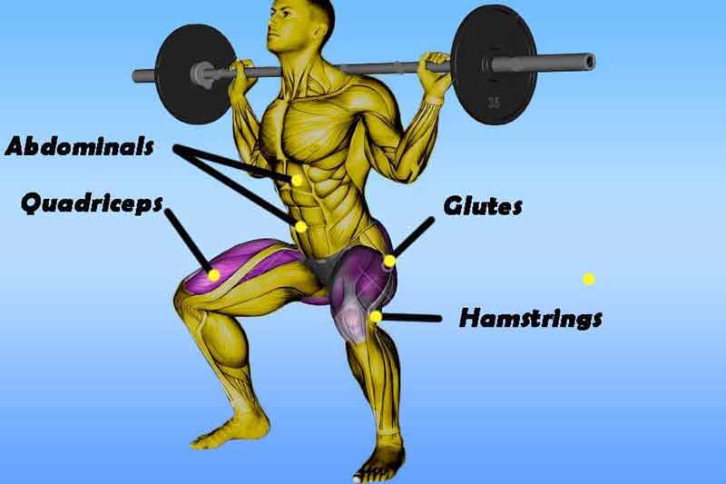 Barbell Squat Activeted Muscles