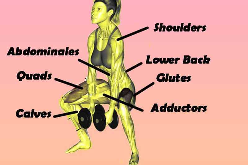 Dumbbell Squat Activeted Muscles