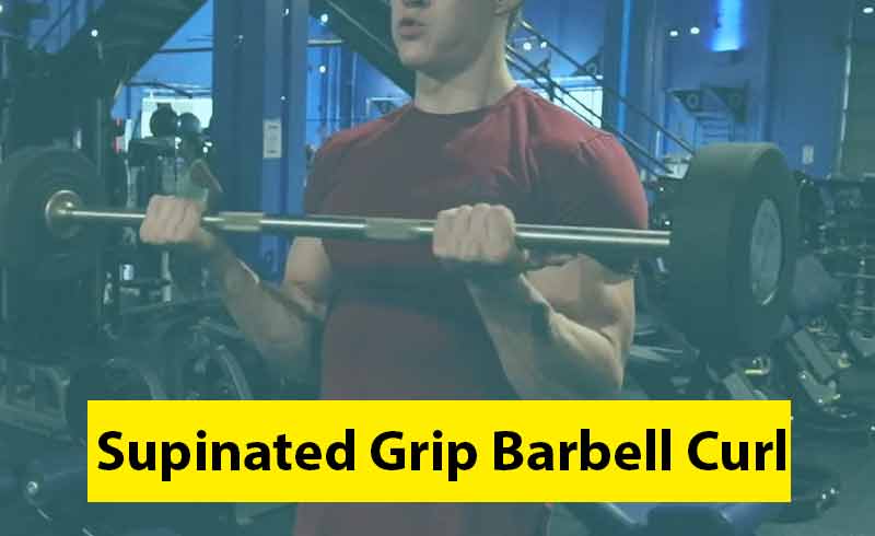 Supinated Grip Barbell Curl Image