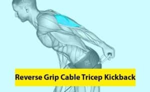 Reverse Grip Cable Tricep Kickback Image