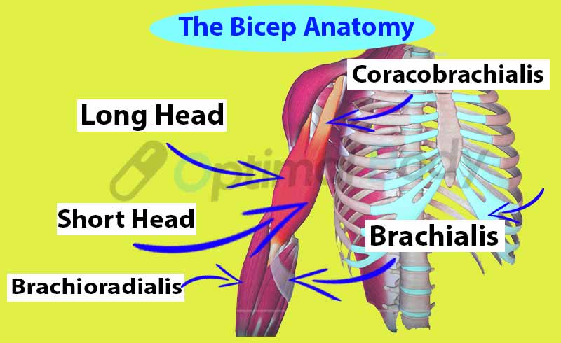 Bicep anatomy Image