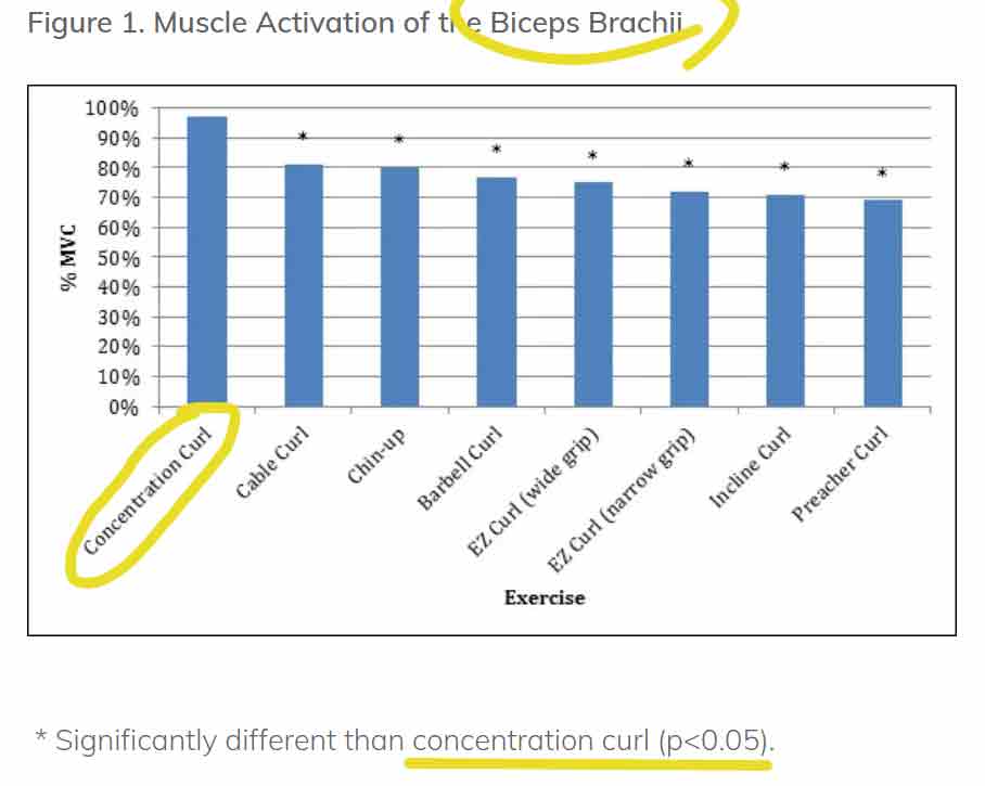 Graph Shows The Muscle Activation Of The Biceps Brachii During The Concentration Curl