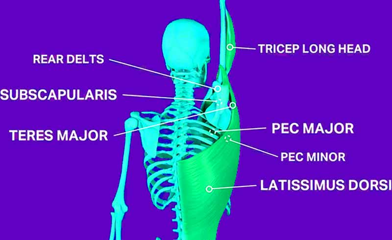 Handstand Shoulder Anatomy 