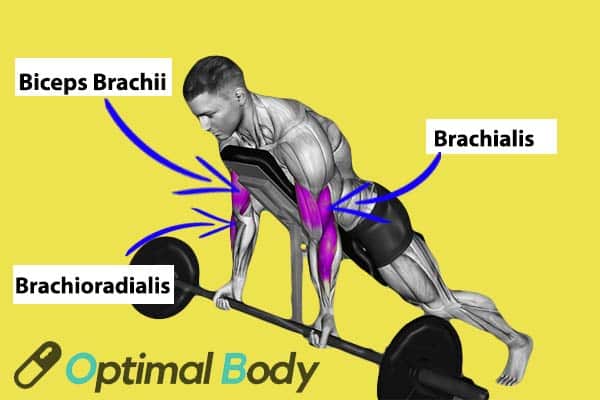 Image Showing Muscle Worked During Prone Incline Bicep Curls
