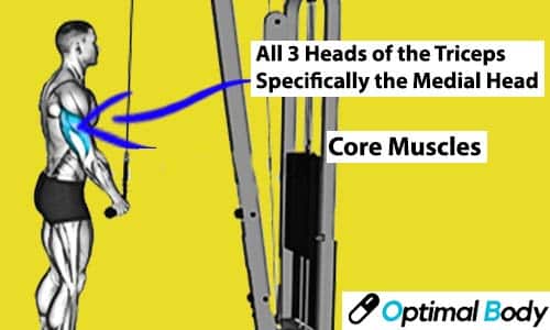 Image Showing Muscle Worked During Single Arm Triceps Pushdown