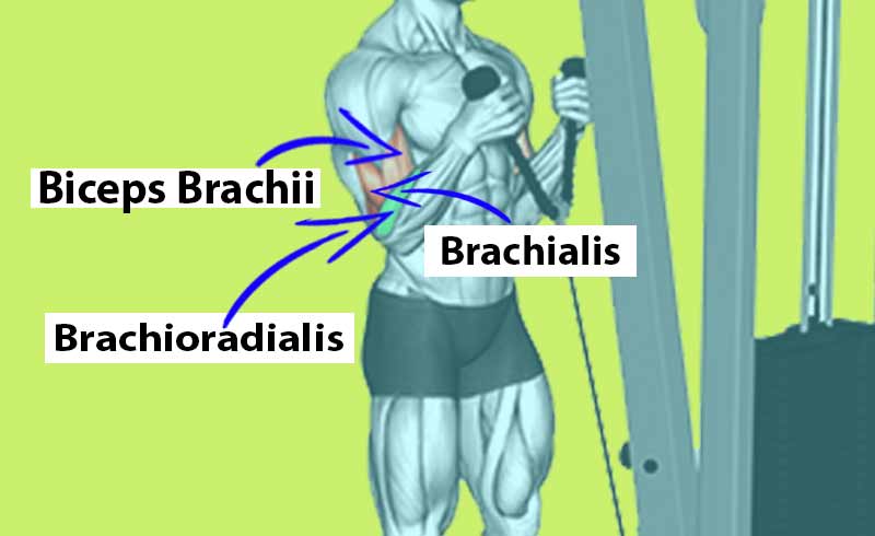 Image Shows Muscles Worked During Cable Rope Hammer Curl