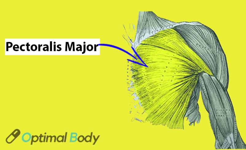 Pectoralis Major Muscle Anatomy
