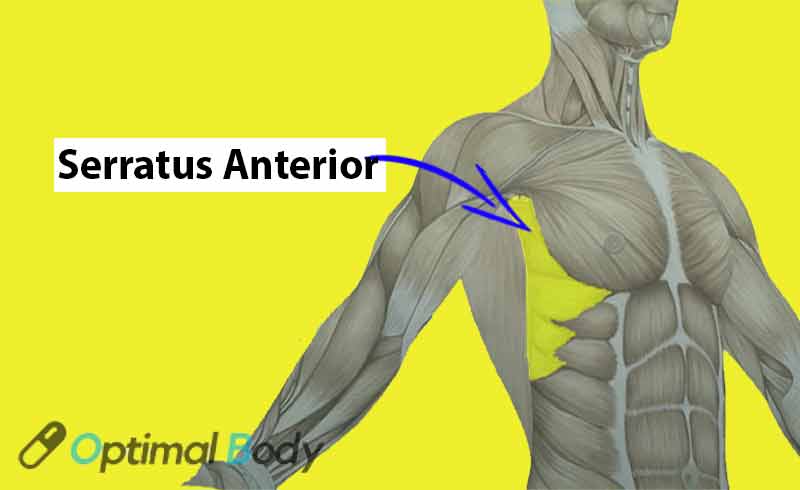 Serratus Anterior Muscle Anatomy