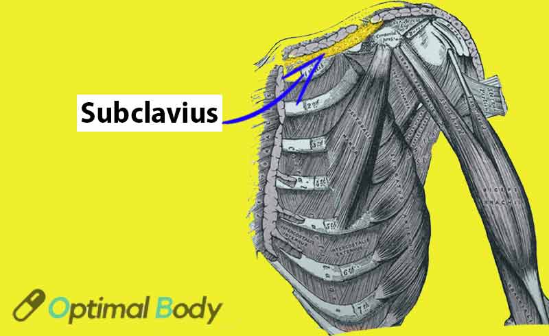 Subclavius Muscle Anatomy