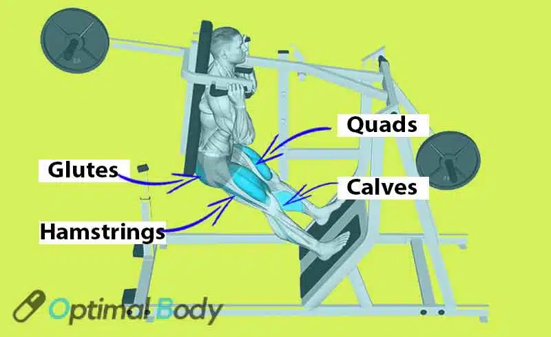 Muscles Worked During The Pendulum Squat