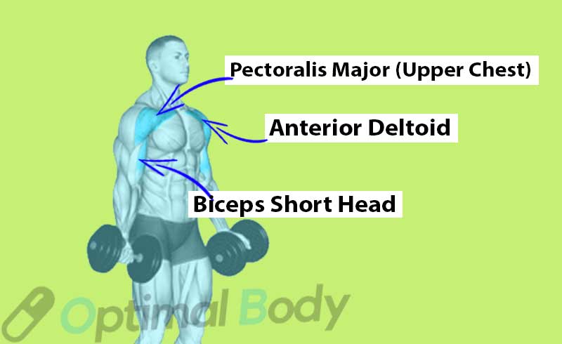 Muscles Worked During the Standing Dumbbell Chest Fly