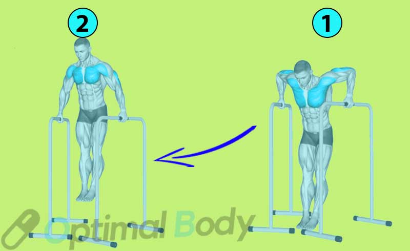 How To Do Parallel Bar Dips