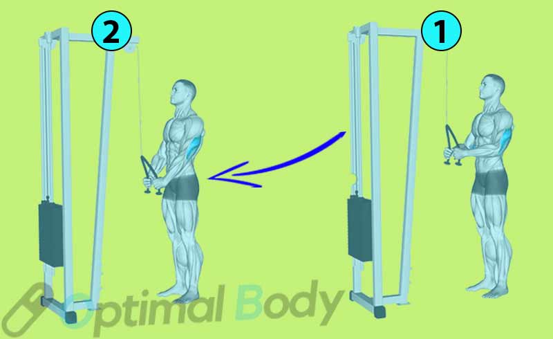 How To Do The Tricep Rope Pushdown For Bigger Triceps
