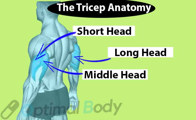 Tricep Anatomy