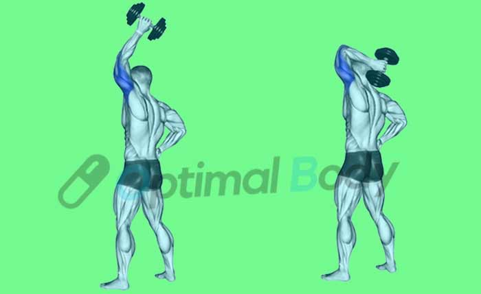 Extension du Triceps a un Bras au dessus de la Tete