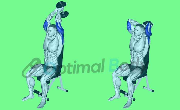 Extensions des Triceps Assis avec Haltere